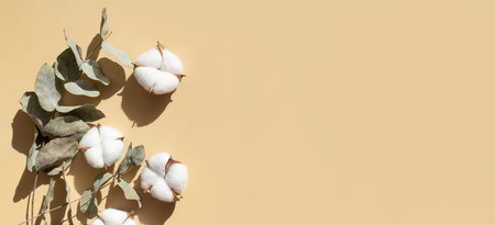 Cotton flowers twigs of eucalyptus with sun shadows on beige background flat lay top view. Creative...
