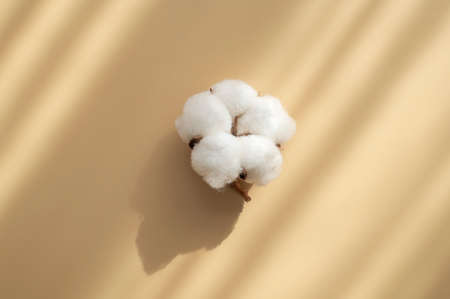 White cotton flower with sun shadows on beige background flat lay top view. Delicate light beauty cotton background. Natural organic fiber, agriculture, cotton seeds, raw materials for fabric.の写真素材