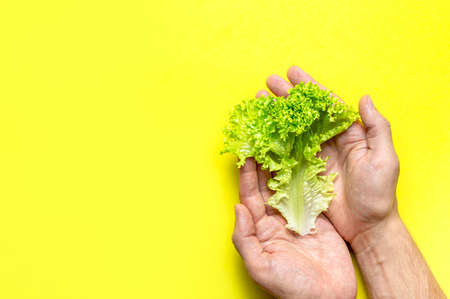 Fresh green lettuce leaves in male hands on bright yellow background flat lay top view. Creative background with salad, vegetarian healthy food, eco products, vegetable, diet, vitamins. food concept.の写真素材