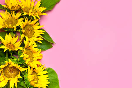 Flat lay Sunflower natural background. Beautiful fresh yellow sunflower with green leaves on pink background top view copy space. Flower card, wallpaper. Harvest time, agriculture, farming.の写真素材