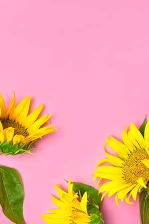 Flat lay Sunflower natural background. Beautiful fresh yellow sunflower with green leaves on pink background top view copy space. Flower card, wallpaper. Harvest time, agriculture, farming.の写真素材