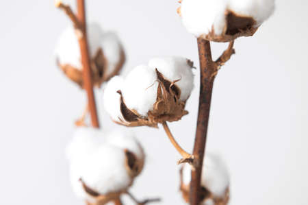Branches with white fluffy cotton flowers against white wall flat lay. Delicate light beauty cotton background. Natural organic fiber, agriculture, cotton seeds, raw materials for making fabric.の写真素材