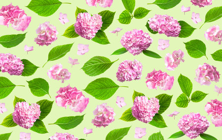Beautiful pink hydrangea flowers, green leaves isolated on green background. Spring summer bloom...