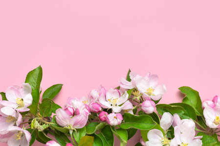 spring background. Beautiful delicate fresh spring branches with flowers, buds green leaves of apple...