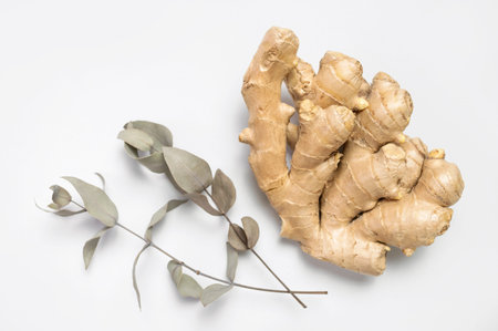 Fresh ginger root, eucalyptus branches on gray background top view flat lay. Spice for cooking,...