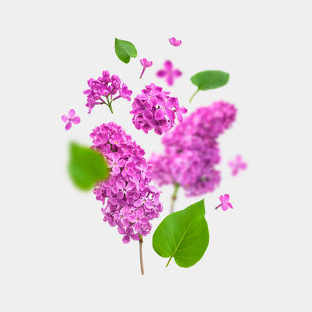 Flying pink purple lilac flower branches, inflorescences, buds, green leaves isolated on light background. Flower composition for design, postcards, congratulations. spring flowers.の写真素材
