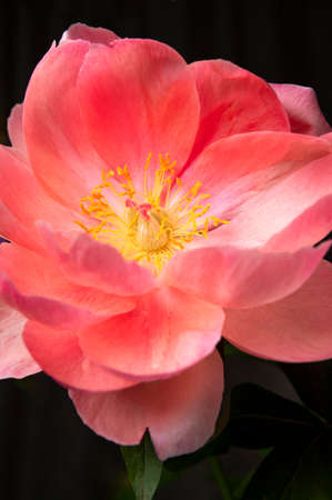 Pink peony flower on black background close up macro shot. Floral natural background. The heart of flower with stamens, pistils and beautiful petals. Abstract background, selective focus.の写真素材