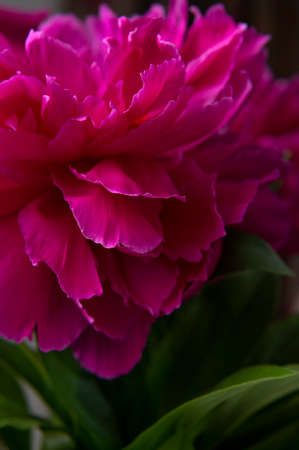 Floral natural background. Pink purple peony flower close up macro shot. Heart of flower with yellow stamens, pistils and beautiful petals. Abstract background, selective focus. dark photos.の写真素材