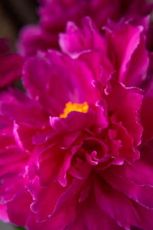 Floral natural background. Pink purple peony flower close up macro shot. Heart of flower with yellow stamens, pistils and beautiful petals. Abstract background, selective focus. dark photos.の写真素材