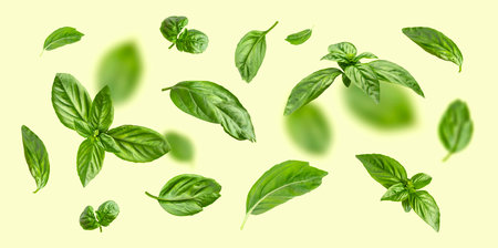 Fresh green organic basil leaves flying on light yellow background. Food levitation concept. Basil leaves isolated. Ingredient, spice for cooking. Creative layout with basil, fragrant spicy plant.の写真素材