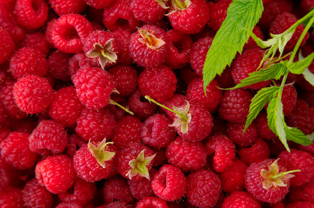 Ripe juicy raspberries close-up. Background from raspberries with green leaf. Summer delicious sweet berry. Texture of raspberry macro photo. Healthy organic food, vitamins. Raspberry harvest.の写真素材