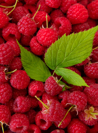 Ripe juicy raspberries close-up. Background from raspberries with green leaf. Summer delicious sweet berry. Texture of raspberry macro photo. Healthy organic food, vitamins. Raspberry harvest.の写真素材