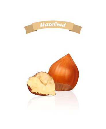 Hazelnuts. Photo-realistic vector illustration. Fresh organic filbert isolated on white background. Closeup.のイラスト素材