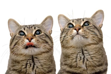 Two cats on the isolated white backgroundの写真素材