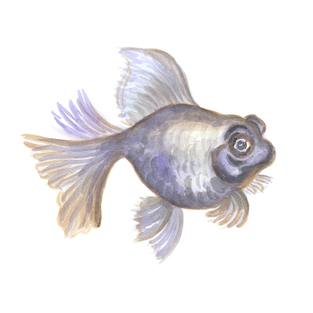 Black aquarium small fish the telescope on a white background. Watercolor paintingの写真素材