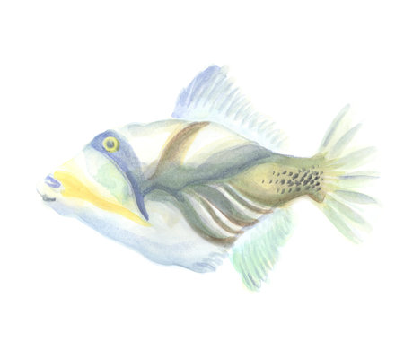Exotic decorative fish on a white background. Watercolor painting