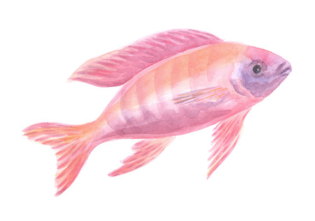 Exotic decorative fish on a white background. Watercolor paintingの写真素材