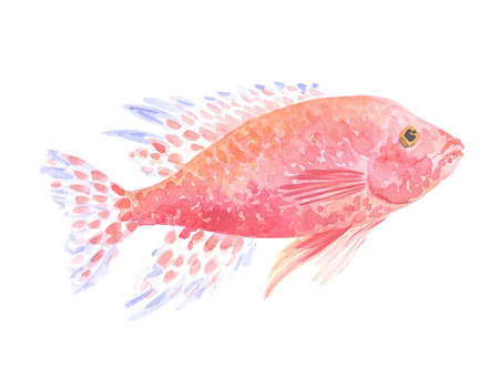 Exotic decorative fish on a white background. Watercolor paintingの写真素材