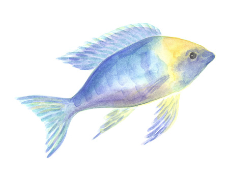 Exotic decorative fish on a white background. Watercolor paintingの写真素材