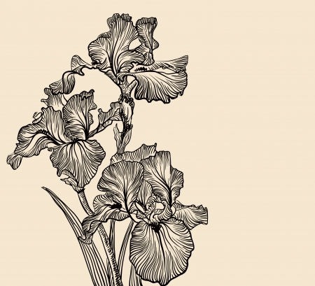 Vector decorative designs of iris flowersのイラスト素材