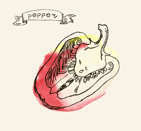 Hand drawn illustration of pepperのイラスト素材