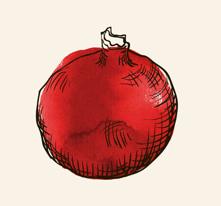 Vector watercolor hand drawn vintage illustration of pomergranateのイラスト素材