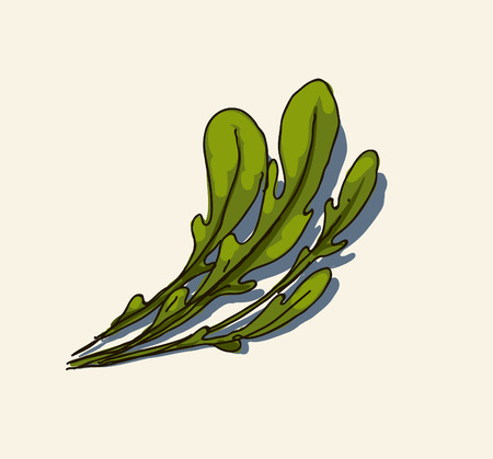 Rucola leaves  Illustration のイラスト素材