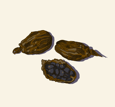 Black cardamomのイラスト素材