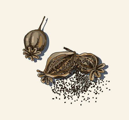 Cartoon dried poppy flowerのイラスト素材