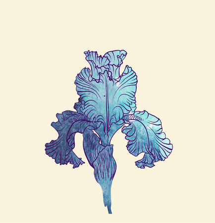 Iris flowerのイラスト素材