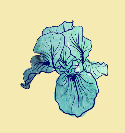 Iris flowerのイラスト素材