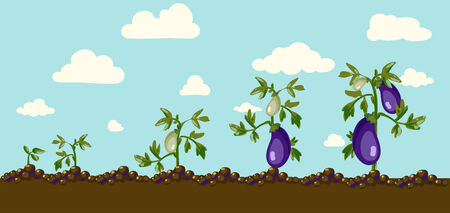 An isolated eggplant and a halfのイラスト素材