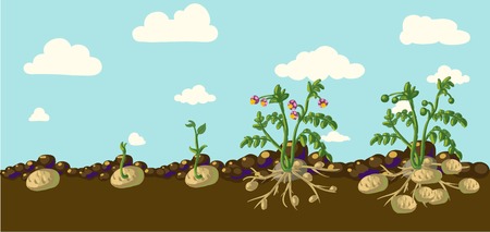 Potato plantのイラスト素材