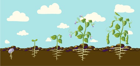 haricot as a plant with details of the leaf, inflorescence and seedsのイラスト素材
