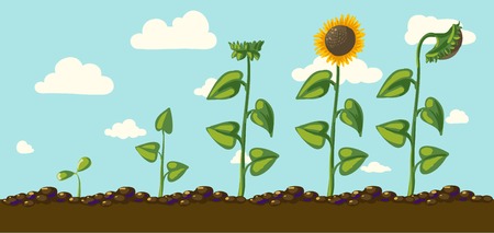 sunflower flower illustrationのイラスト素材