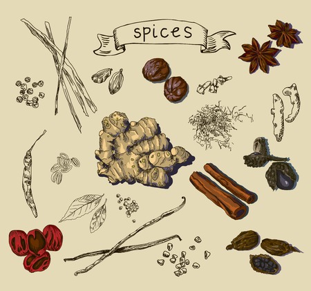 Vector illustration background with hand drawn spicesのイラスト素材