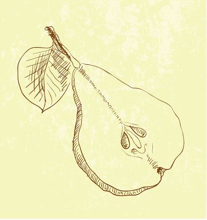illustration of Pear fruit - vintage hand drawnのイラスト素材