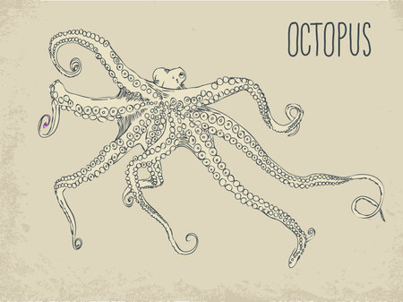 illustration of hand drawn with octopusのイラスト素材