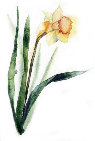 beautiful illustration bouquet of narcissus flower watercolorの写真素材