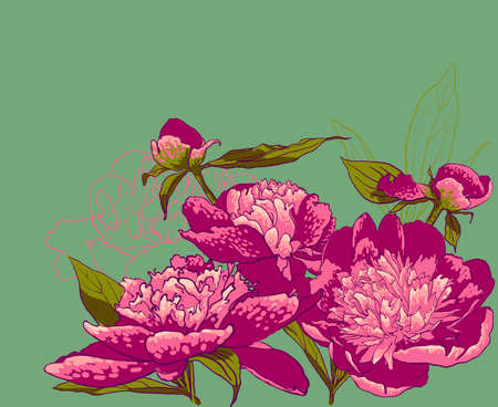 Peony flowers. vector llustration of handdrawing  beautiful Peonysのイラスト素材