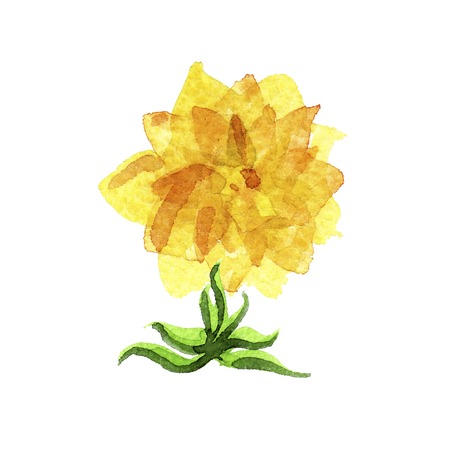 Watercolor floral vector set.のイラスト素材