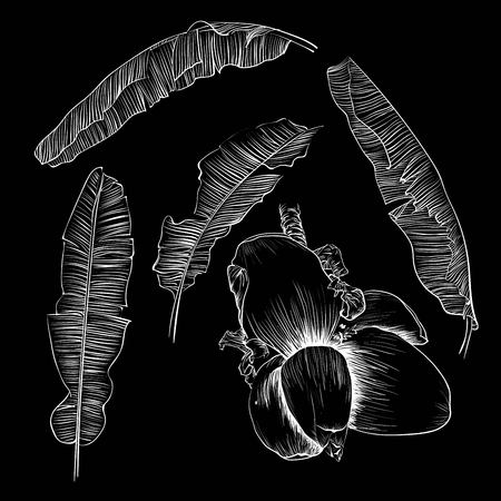 Set of stylized banana leaves. Decorative image with tropical foliage, flowersのイラスト素材