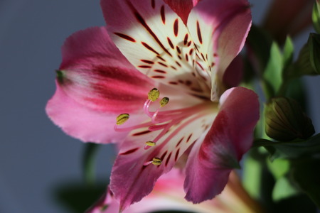 Beautiful flowers of Peruvian lily ALSTROEMERIA PLANT. Pink with yellow throat.の写真素材