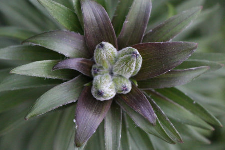A macro shot of the flower buds from an oriantal lily plant.