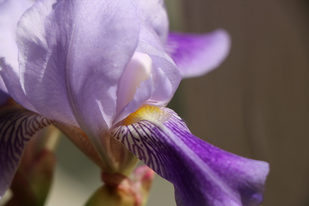 iris flowers, a beautiful spring flower bright color is different shadesの写真素材