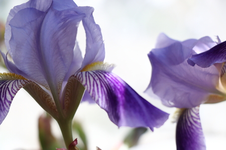 iris flowers, a beautiful spring flower bright color is different shadesの写真素材