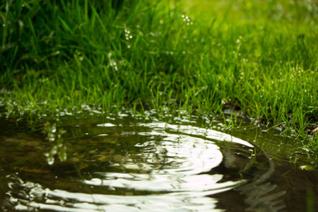 Rain falling in the puddle and circles on the water from drops of water on a background of green grass, a summer day in the Gardenの写真素材