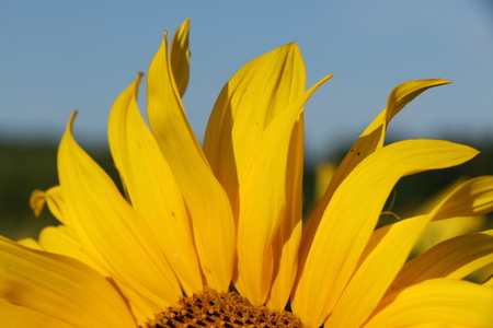 Beautiful field of sunflowers, yellow fresh flowers close, largeの写真素材
