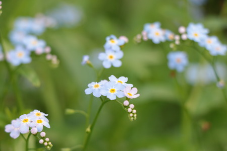 a beautiful background of forget-me-not Myosotis sky blue flowers with white heart against green grassの写真素材