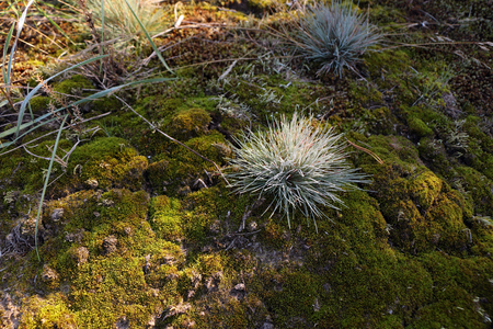 Beautiful moss and lichen covered stone.の写真素材